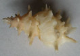 /products/coralliophila-sp/